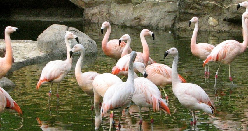 Công viên chim Penang - cẩm nang du lịch Butterworth