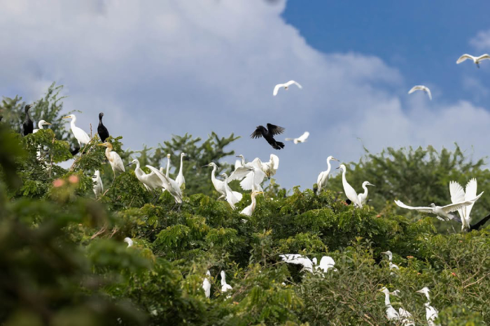 Cận cảnh đàn cò sải cánh