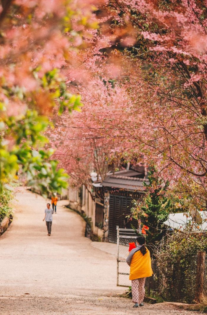Làng K’Long đẹp lung linh vào mùa hoa đào