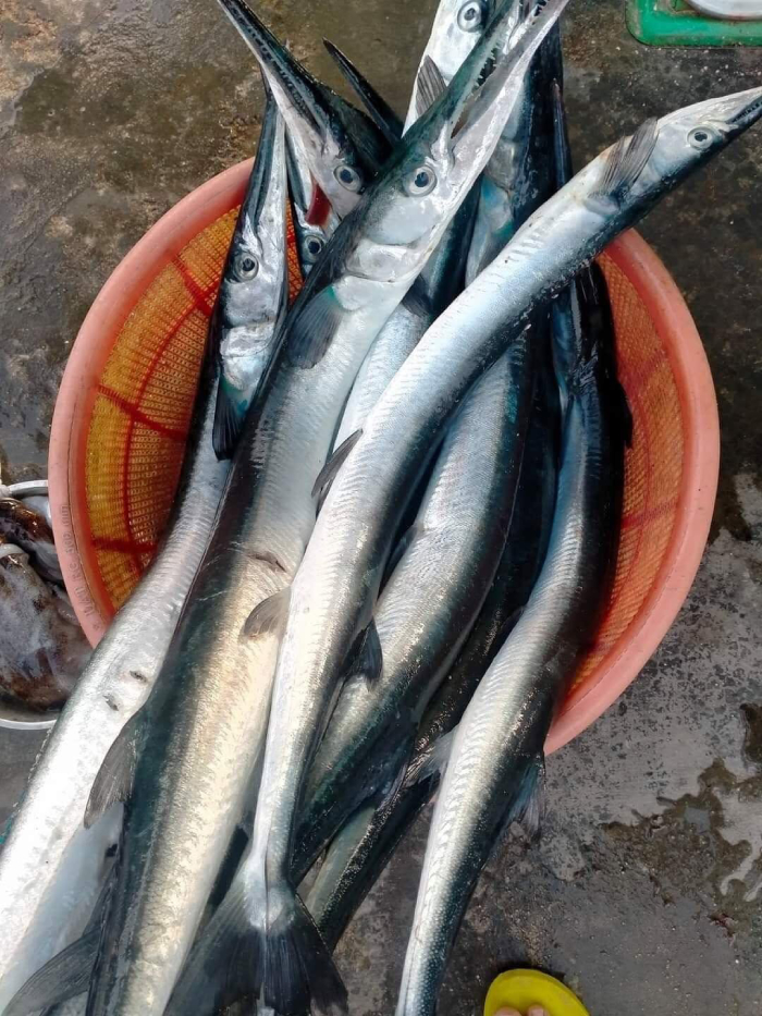 Cá xanh xương tươi rói chỉ có tại vùng biển Nam Du