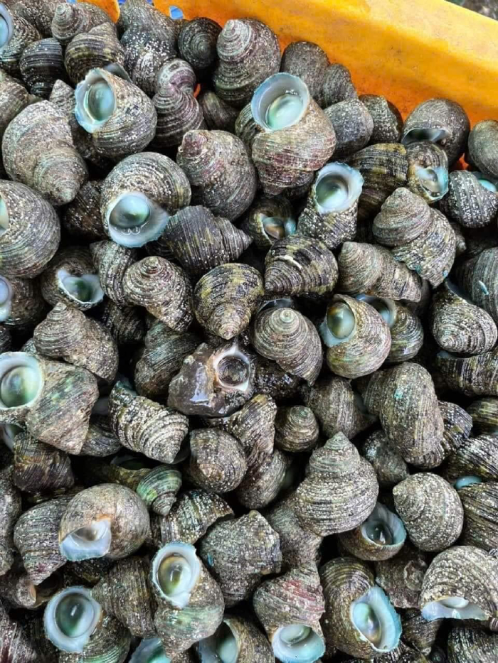 Ốc mắt ngọc có vẻ ngoài thú vị và hương vị mê đắm