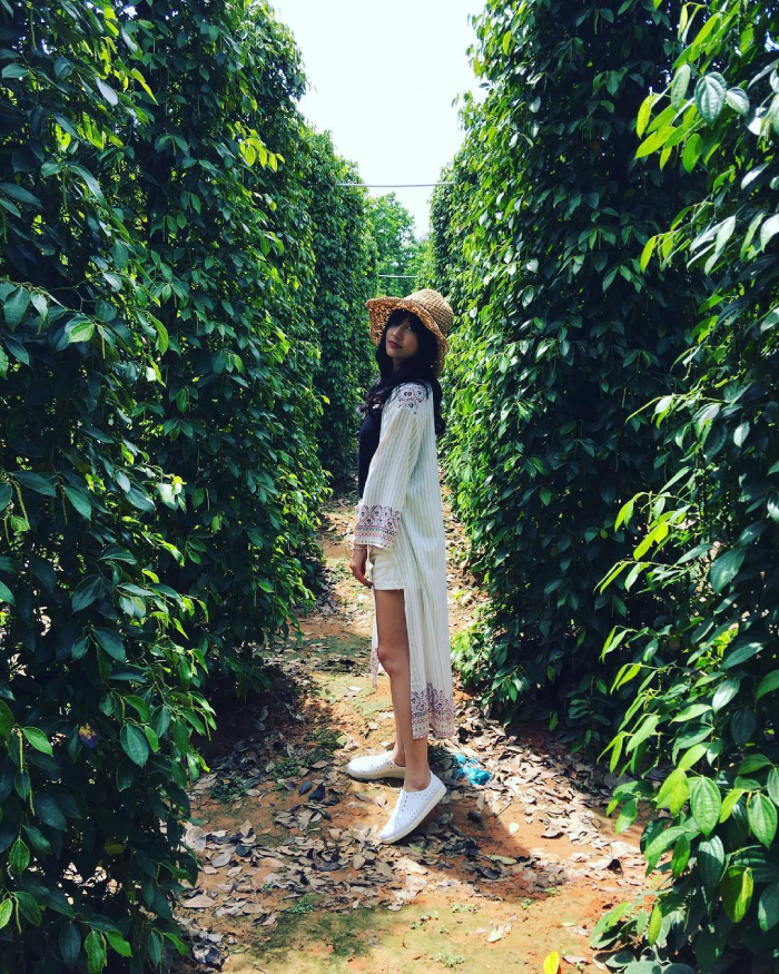 Vườn tiêu xanh mướt tại Phú Quốc