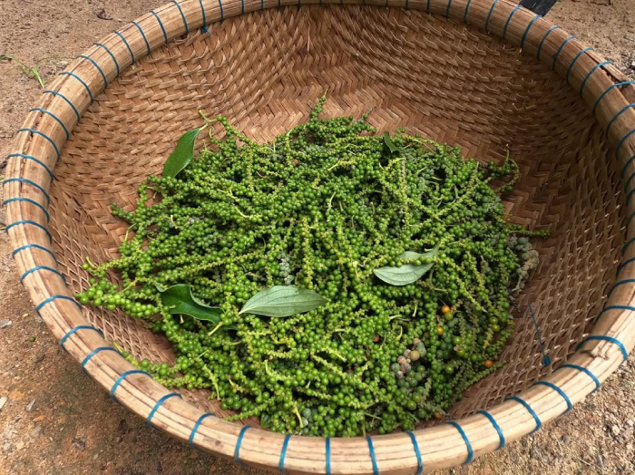 Bạn có thể tận tay hái tiêu tươi ngay tại vườn