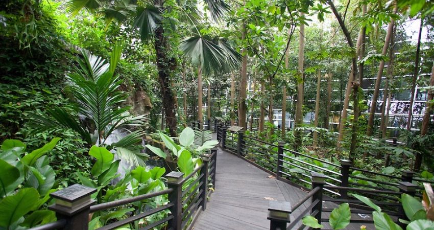 Con đường đi bộ xuyên rừng KLIA - cẩm nang du lịch Sepang Malaysia