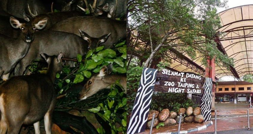 Vườn thú Taiping Night Safari - cẩm nang du lịch Taiping Malaysia