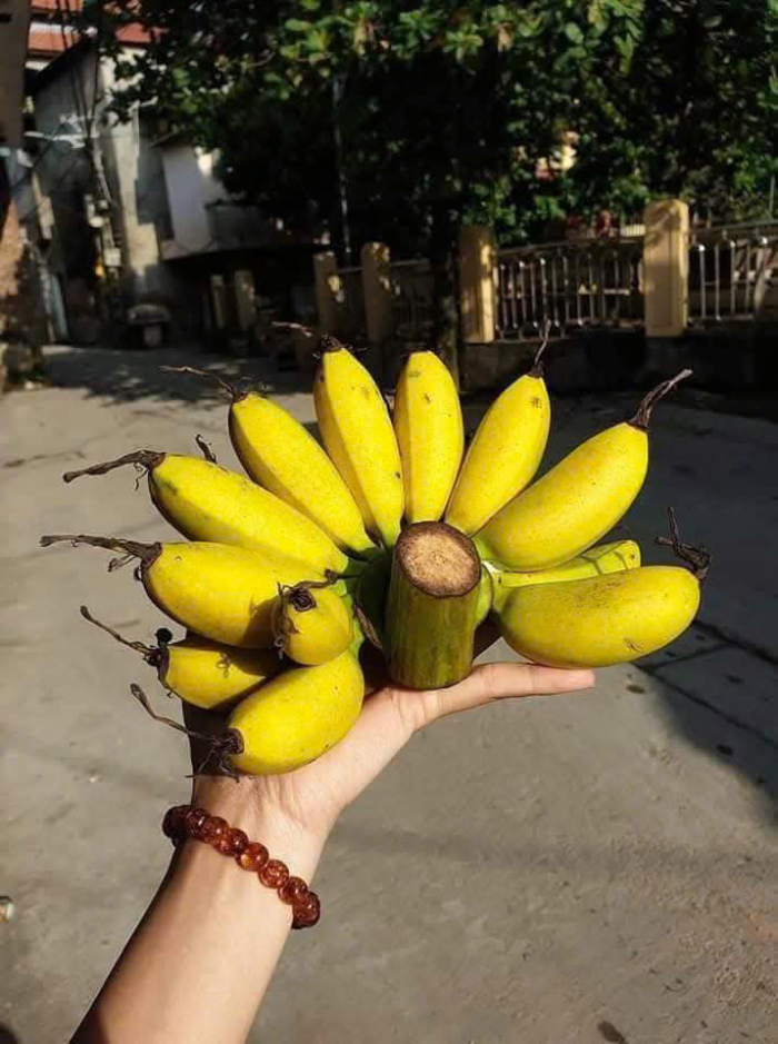 Tam Đảo có nhiều món ngon đặc sản và hoa quả nổi tiếng như chuối ngự