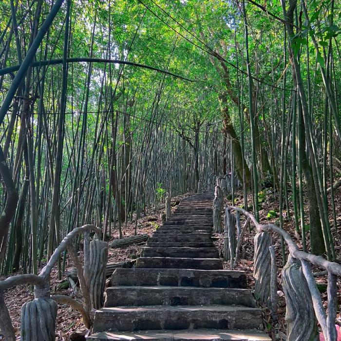 Bậc thang giữa rừng trúc dẫn tới đền
