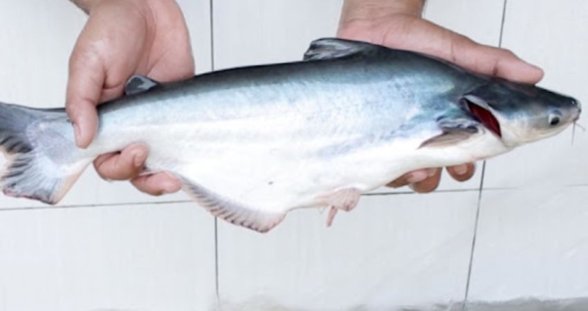 Cá Patin - Cẩm nang du lịch Temerloh