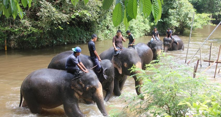 Tham quan về đời sống của voi tại Kuala Gandah - Cẩm nang du lịch Temerloh