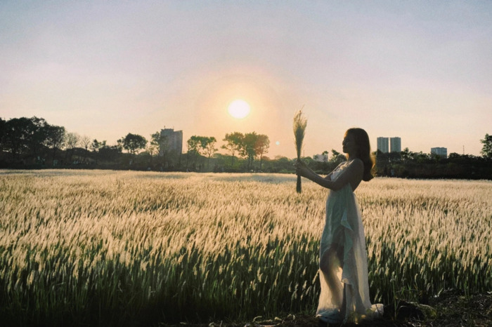 Tháng 4 - tháng 5 là thời điểm lý tưởng để check-in với cánh đồng cỏ lau TP Thủ Đức 