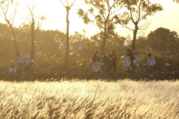 Cánh đồng cỏ lau TP Thủ Đức thu hút nhiều bạn trẻ ghé thăm sống ảo vào tháng 4