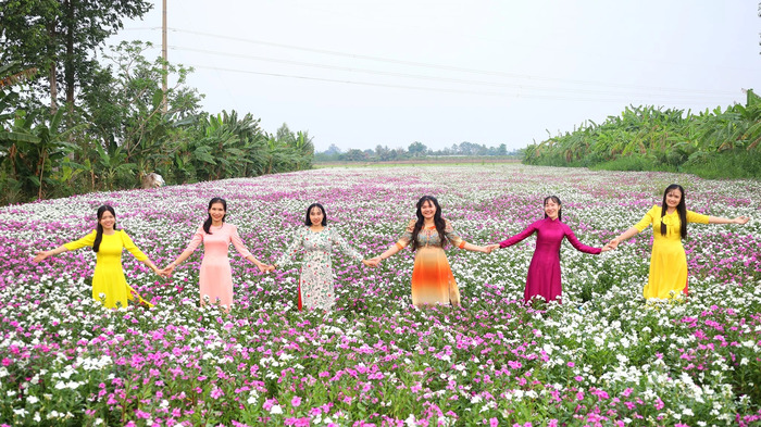 Cánh đồng hoa dừa cạn An Giang thu hút nhiều du khách ghé thăm tham quan, chụp ảnh