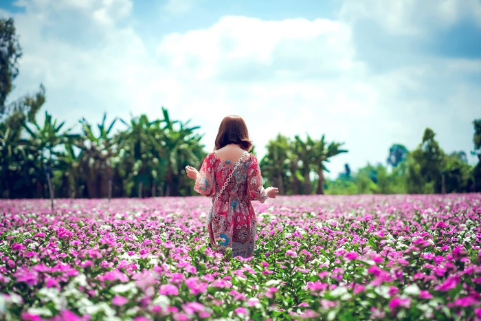 Bạn có thể ghé thăm cánh đồng hoa dừa cạn An Giang vào bất cứ thời điểm nào trong năm