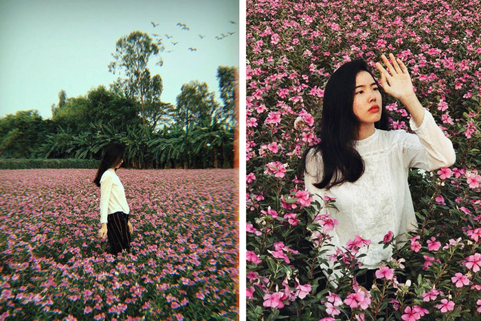 Tham quan, săn ảnh với cánh đồng hoa dừa cạn An Giang