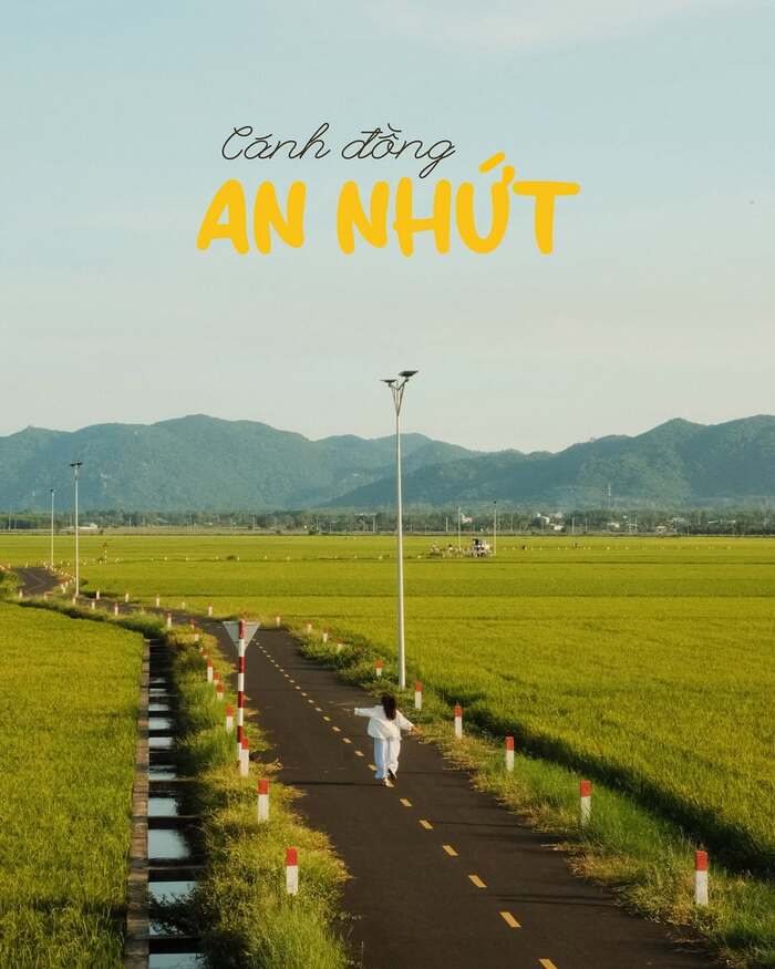 Cánh đồng lúa An Nhứt Vũng Tàu thu hút nhiều du khách tham quan, chụp ảnh