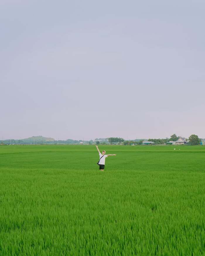 Cánh đồng lúa An Nhứt Vũng Tàu thu hút nhiều du khách tham quan, chụp ảnh