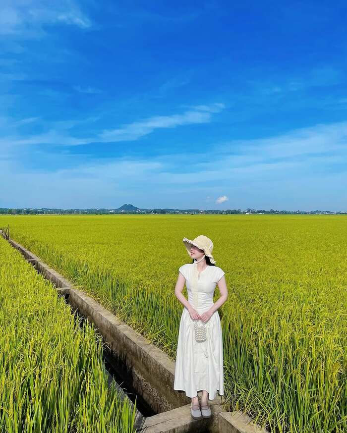 Cánh đồng lúa An Nhứt Vũng Tàu thu hút nhiều du khách tham quan, chụp ảnh