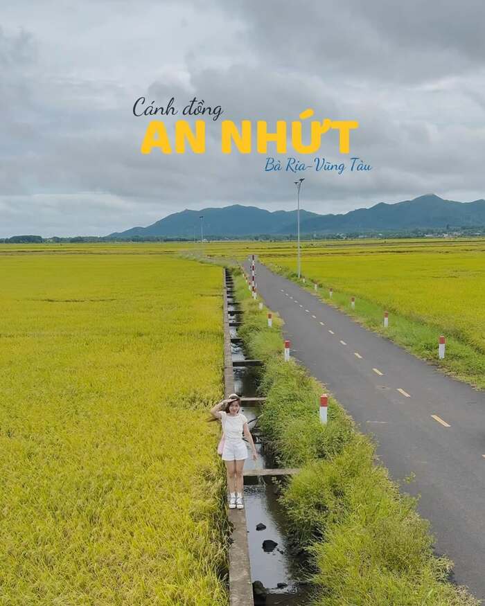 Vãn cảnh cánh đồng lúa An Nhứt Vũng Tàu thơ mộng