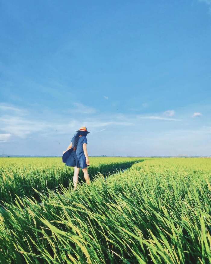 Săn ảnh sống ảo cháy máy ở cánh đồng lúa An Nhứt Vũng Tàu