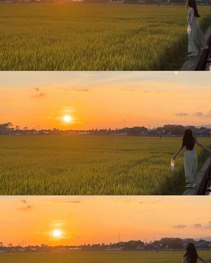 Săn ảnh ở cánh đồng lúa An Nhứt Vũng Tàu