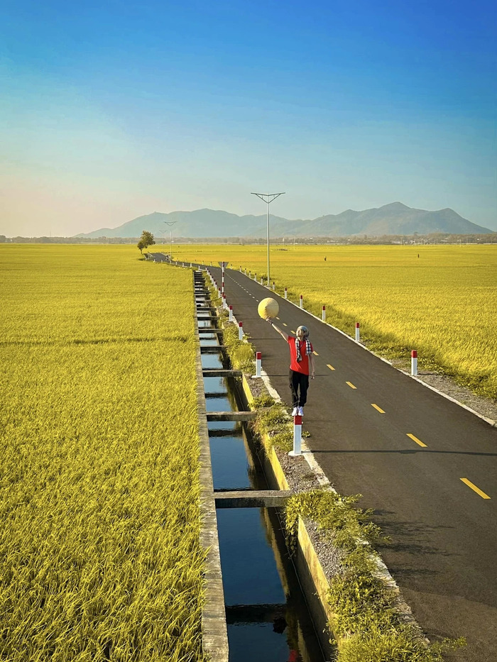 Tháng 3 - tháng 4 là thời điểm lý tưởng để săn ảnh với cánh đồng lúa An Nhứt Vũng Tàu