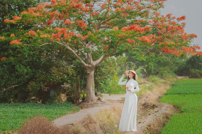 Săn ảnh sống ảo với cây phượng cô đơn ở TP HCM