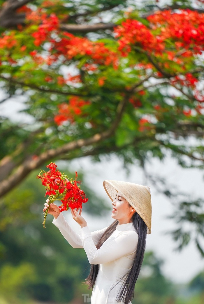 Cây phượng cô đơn ở TP HCM nằm giữa khung cảnh làng quê thanh bình