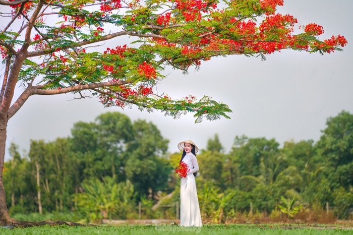 Cây phượng cô đơn ở TP HCM báo hiệu mùa hè dạm ngõ