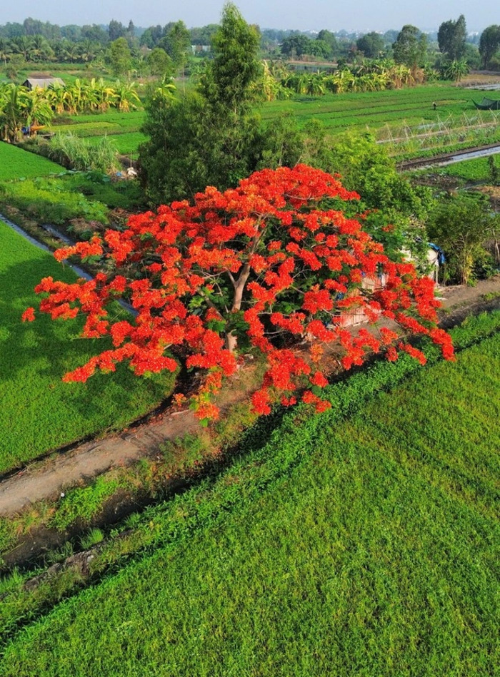 Cây phượng cô đơn ở TP HCM nằm giữa cánh đồng rau xanh