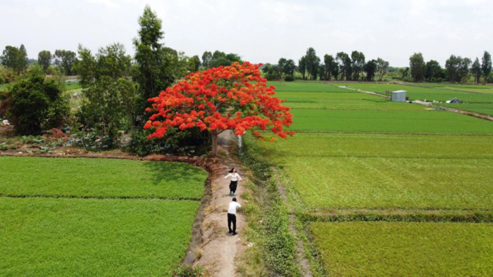 Cây phượng cô đơn ở TP HCM nằm giữa khung cảnh làng quê thanh bình