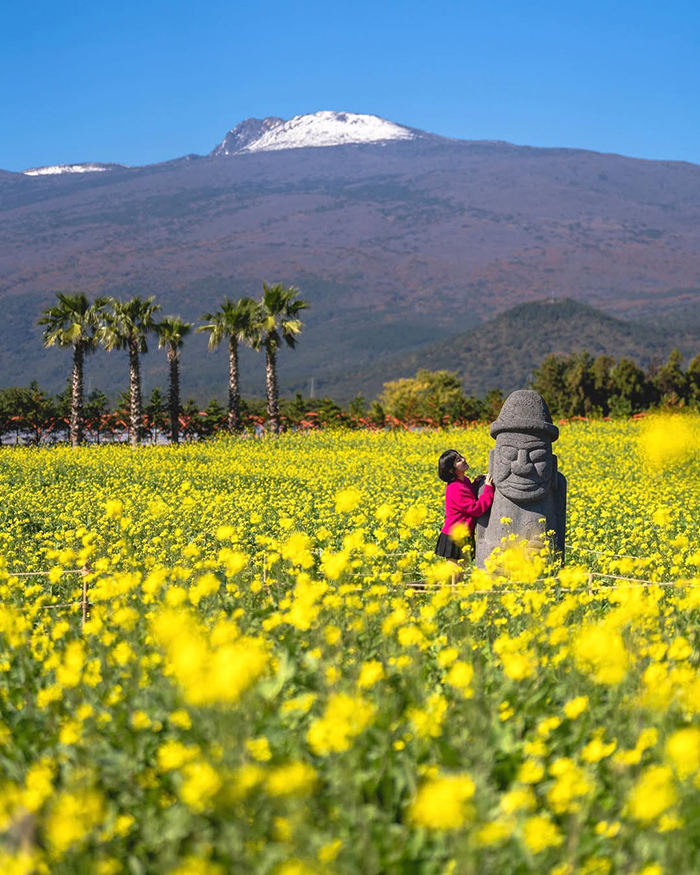 Đồng cỏ Eoseungsaengak tại công viên quốc gia núi Hallasan hàn quốc
