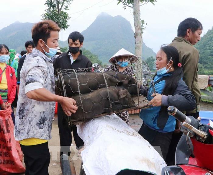 Những con lợn nhỏ được ăn bằng hạt tự nhiên tạo nên hương vị độc nhất của món ăn