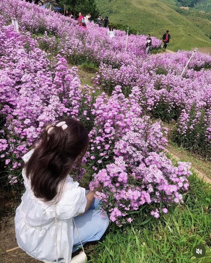 Đèo Pha Đin Điện Biên đẹp quanh năm với muôn loài hoa rực rỡ