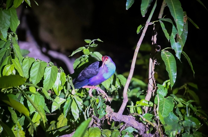 Địa điểm đi chơi 30/4 – 1/5 ở TP HCM - Tham gia tour tham quan đêm tại thảo cầm viên