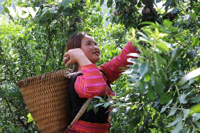 Mận hậu là một trong những hoa quả Sơn La đặc sản được nhiều người ưa thích.