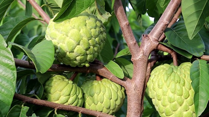 Na Mai Sơn là một trong những đặc sản trái cây Sơn La.