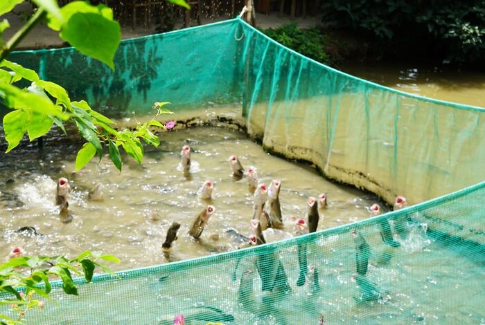 Kinh nghiệm du lịch Cồn Sơn Cần Thơ - Xem cá lóc “bay”