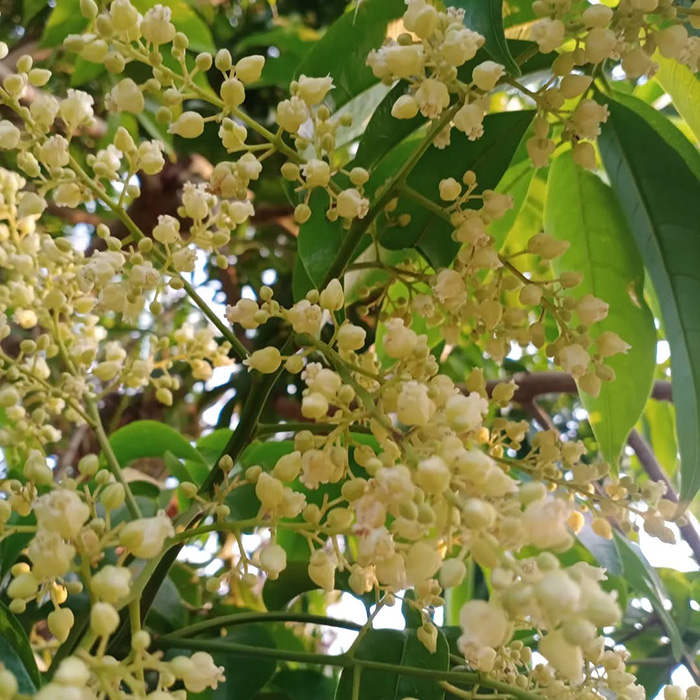 Mùa hoa sấu rụng đặc trưng Hà Nội vào mùa hoa tháng 7 Việt Nam