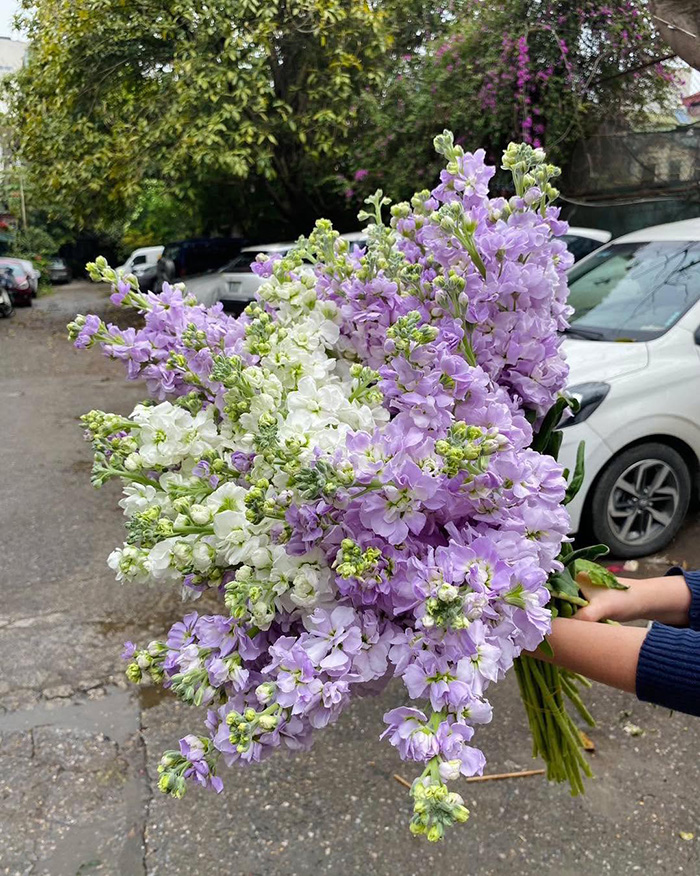 Mùa hoa phi yến nhẹ nhàng, thanh khiết