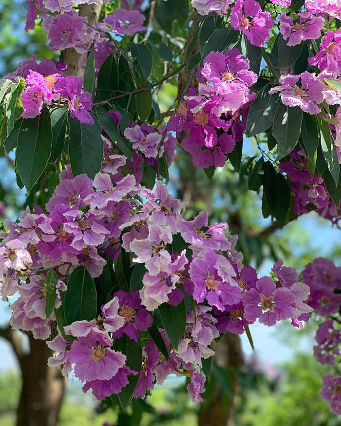 Mùa hoa bằng lăng tím mộng mơ khiến lòng người xao xuyến