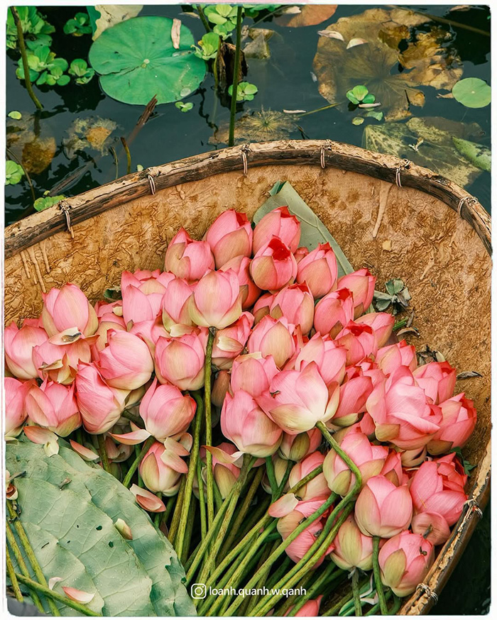 Trải nghiệm mùa hoa tháng 7 Việt Nam với nhiều loài hoa độc đáo