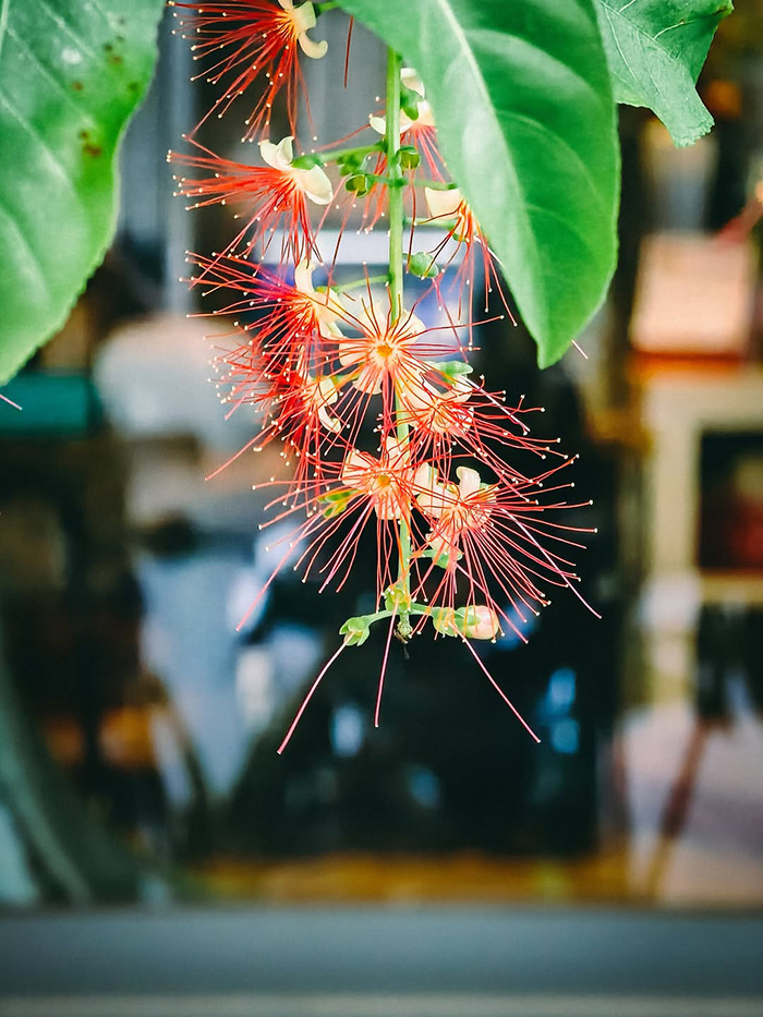 Mùa hoa lộc vừng tháng 7 tại Việt Nam