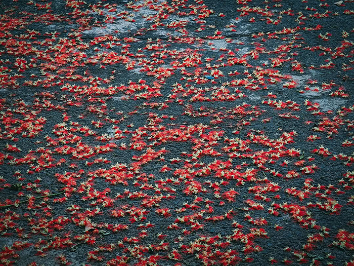 Hoa lộc vừng nở đỏ rực rỡ nổi bật trong mùa hoa tháng 7 việt nam