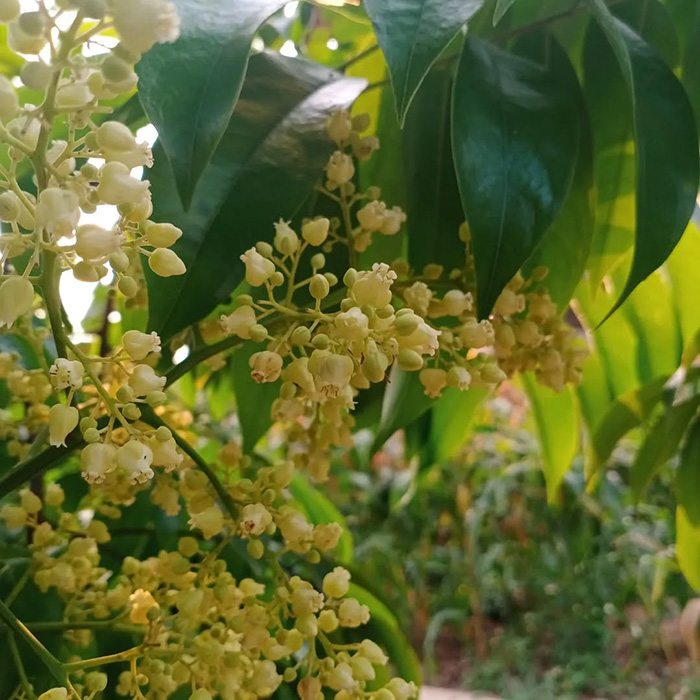 Những con đường ngập tràn hoa sấu thu hút khách du lịch