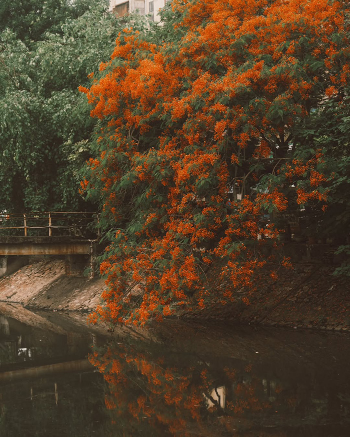 Hoa phượng vĩ - Mùa hoa tháng 7 Việt Nam rực rỡ