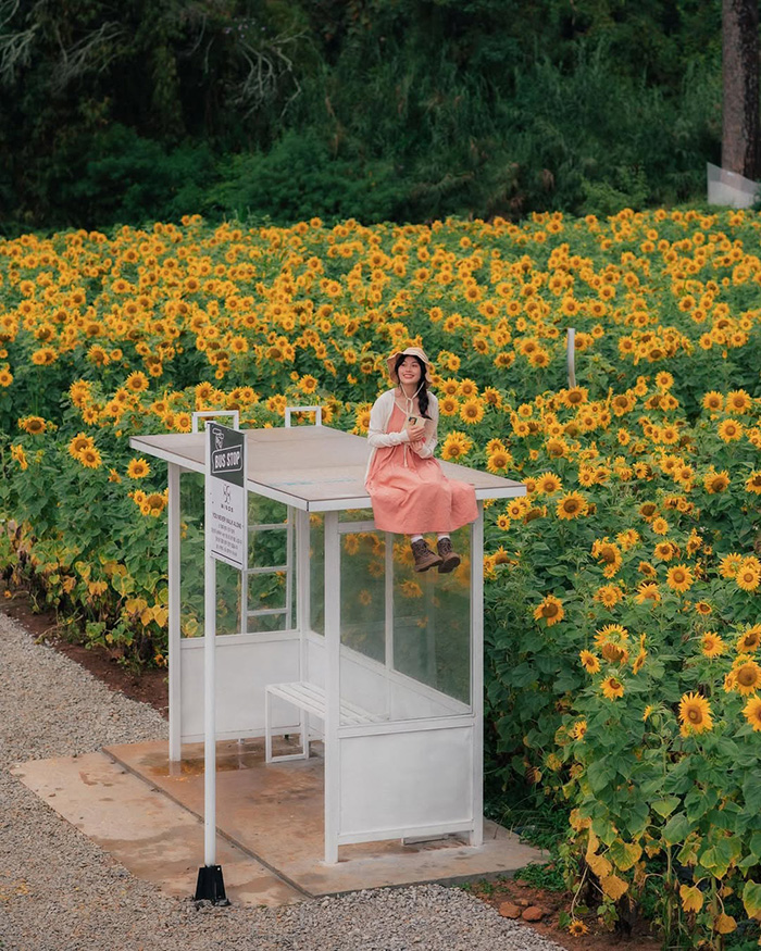 Mùa hướng dương nở rộ giữa nắng cuối hè - mùa hoa tháng 7 Việt Nam