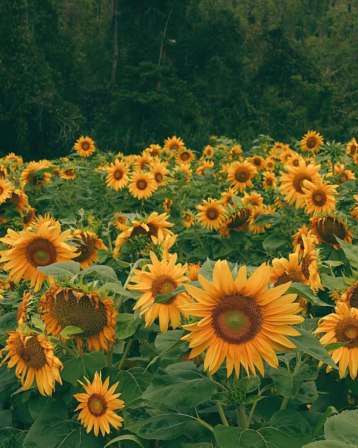 Sắc vàng rực rỡ của mùa hoa tháng 7 Việt Nam