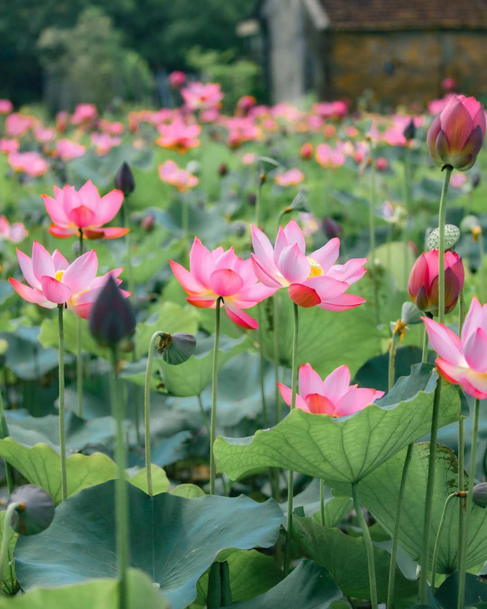 Mùa hoa sen ngát hương tháng 7 - mùa hoa tháng 7 Việt Nam