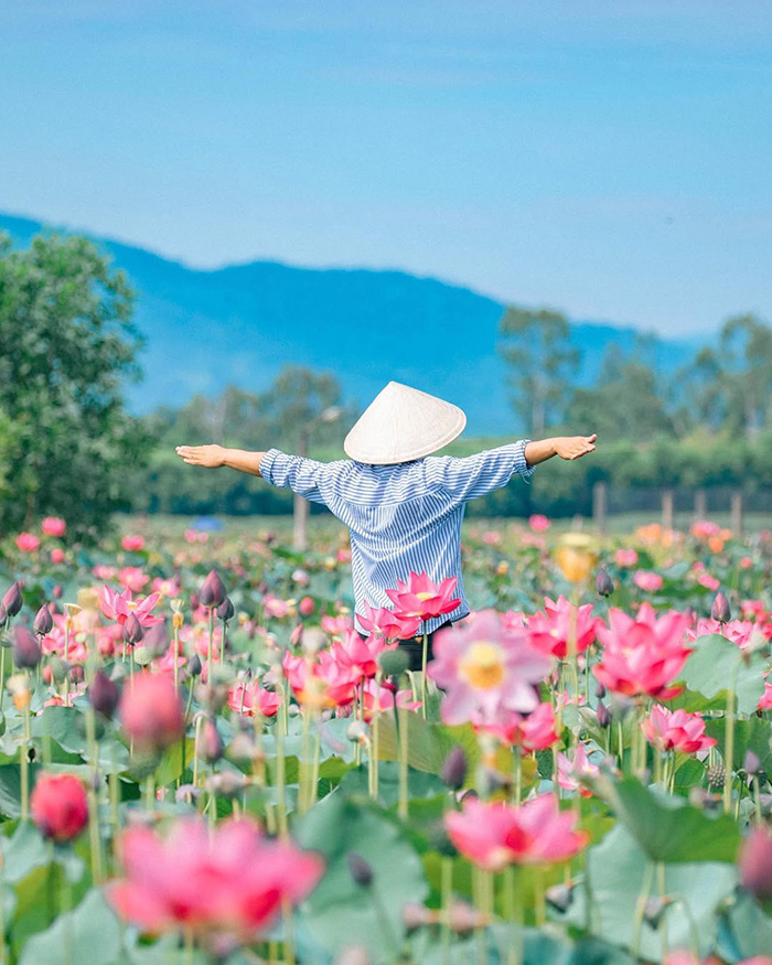 Khám phá mùa hoa sen tháng 7 ở các tỉnh thành