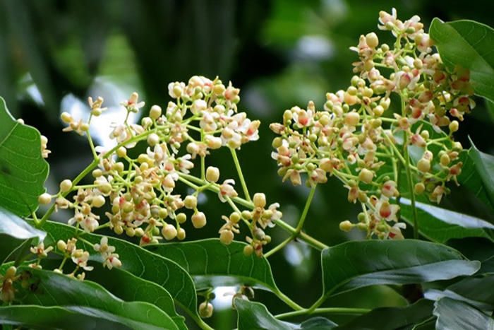 Mùa hoa xà xử nở rộ khiến bao người trầm trồ nhung nhớ